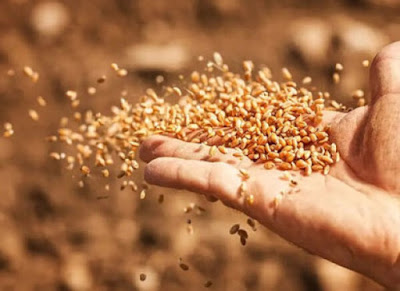 spreading-seed (1)